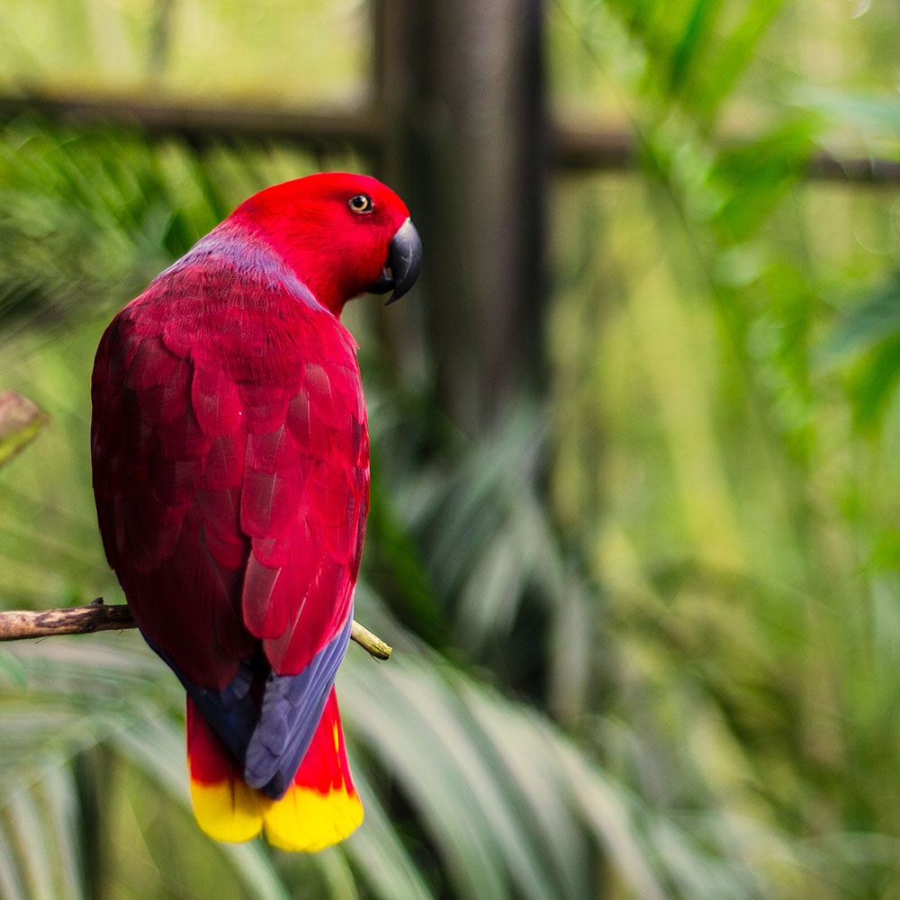 A colorful red, blue, and purple parrot sits in an enclosure at the North Carolina Zoo in Wake County