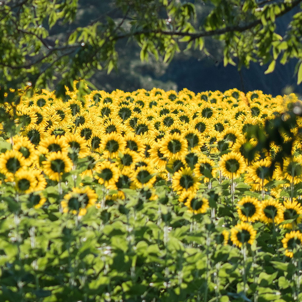 Dozens of sunflowers basking in the sun with a lush tree branch in the foreground at Dixea Park in Wake County