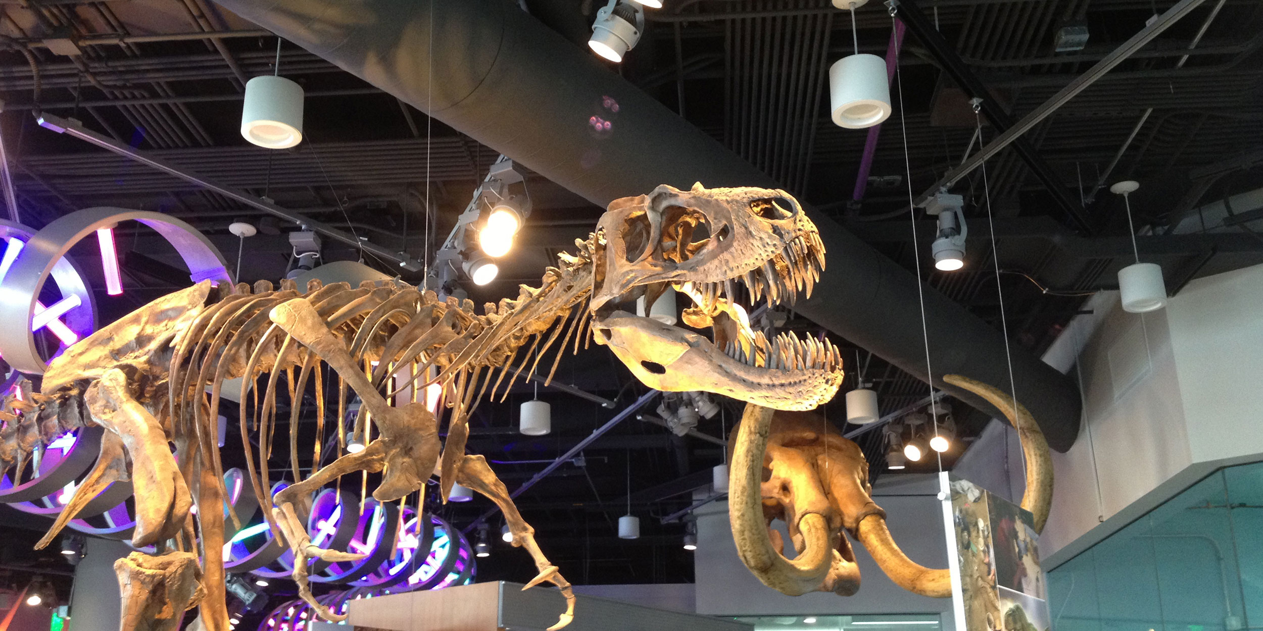 Fossils of a tyrannosaurus rex and a skull of a wooly mammoth hang at the Museum of Life and Science in Wake County