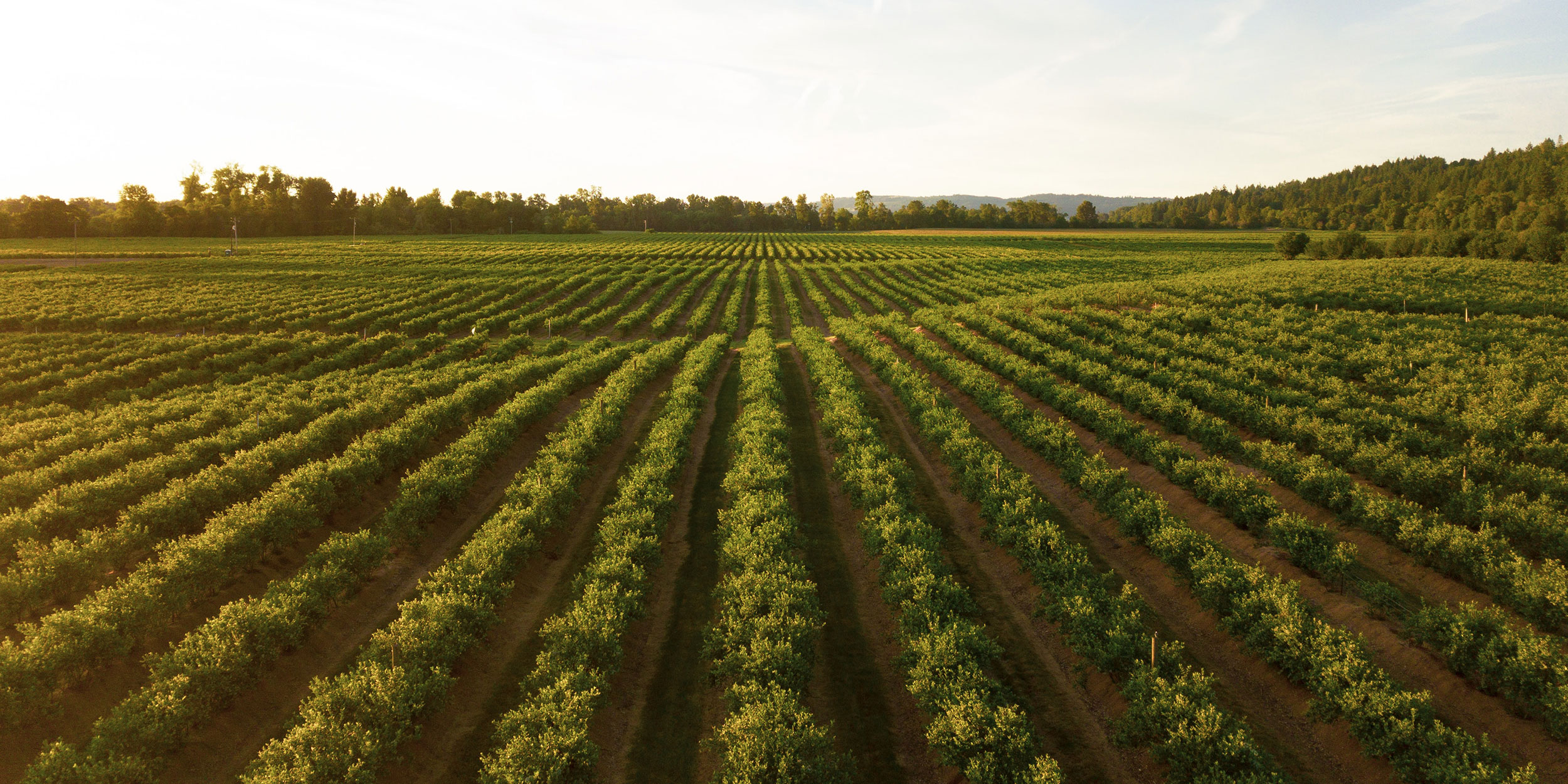 A field with crops growing in rows