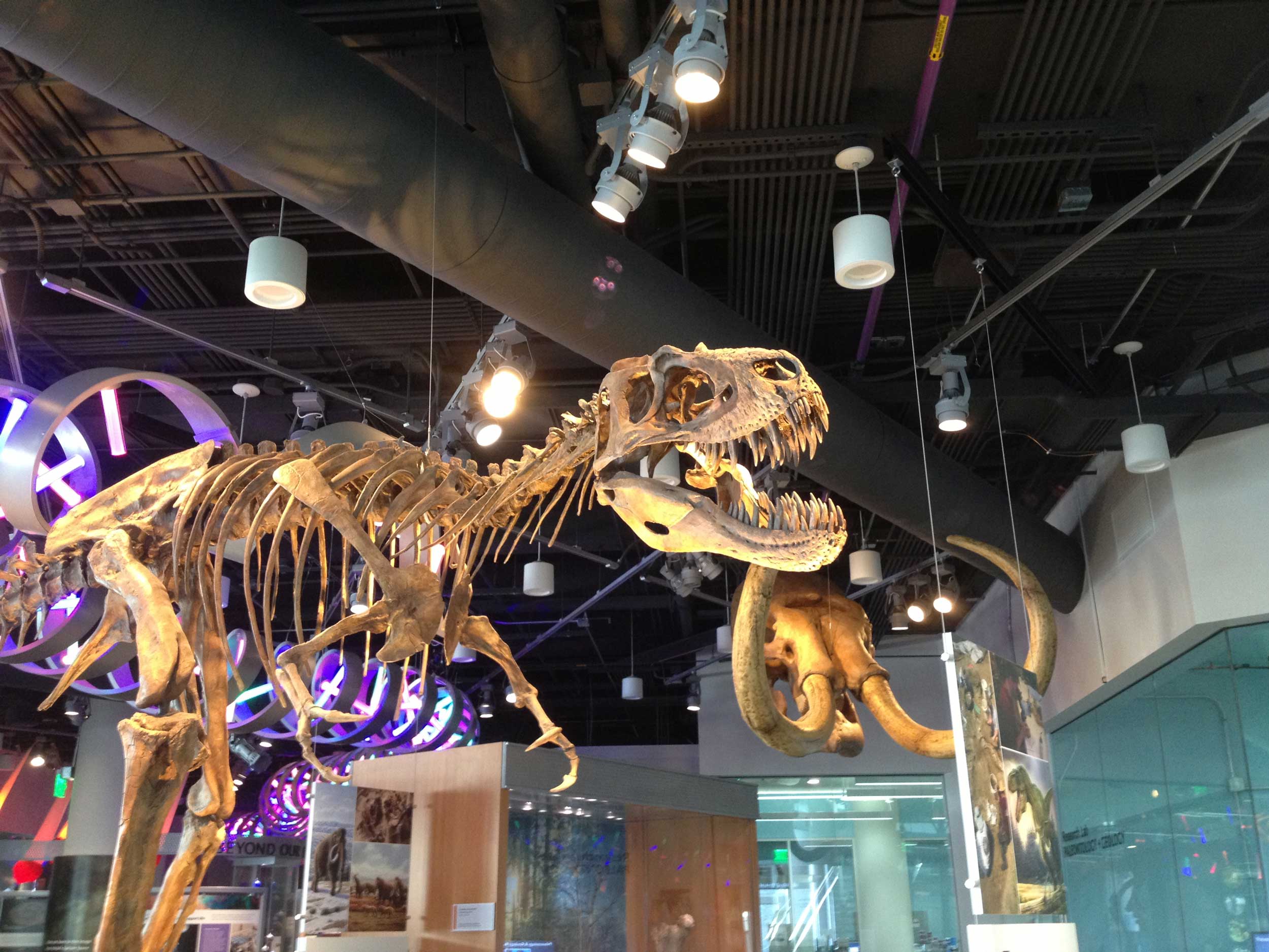 Dinosaur skeletons on display at the Museum of Life + Science